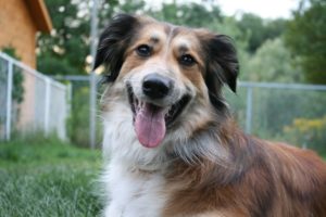 benefits of adopting a mutt