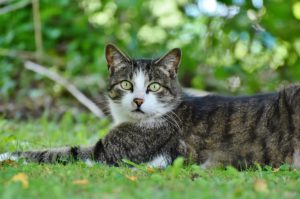 Things to Consider When Adopting a Pet