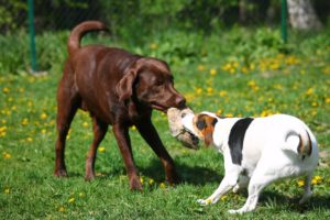 Dog Park Rules