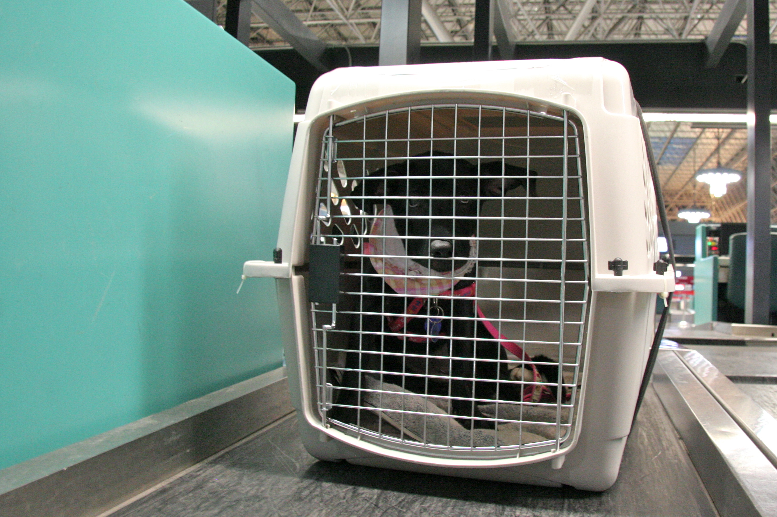 Everything You Need to Know About Airline Pet Policies Project