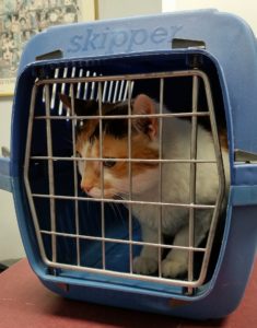 traveling with your pet