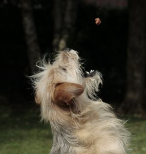 AAFCO Dog Food Stamp of Approval