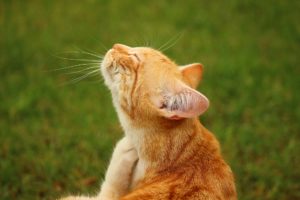 10 Remedies for Getting Rid of Fleas