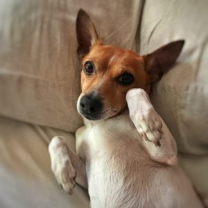 Pet Friendly Hotel Chains