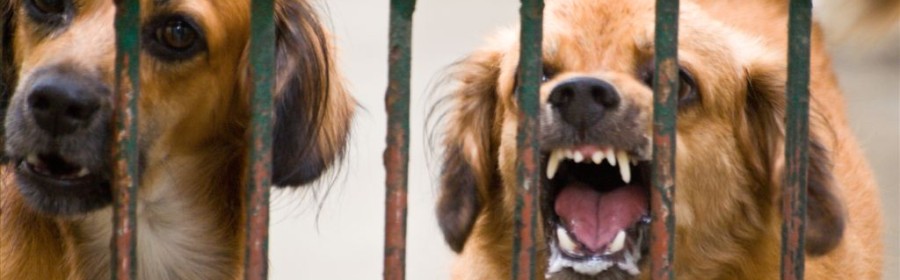 aggression in dogs 4 ways to prevent aggression in dogs project pawsitivity aggression in dogs 4 ways to prevent aggression in dogs project pawsitivity