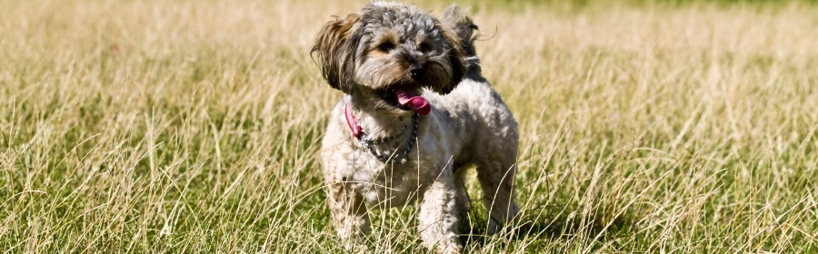 dog friendly atlanta