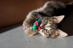 Indoor Cat