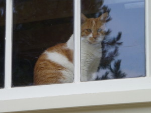 Indoor Cat