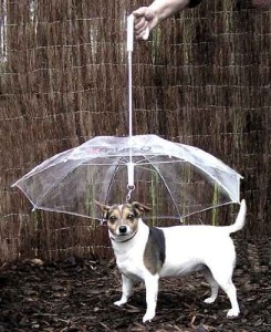 dog umbrella