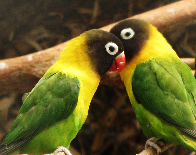 8 Lovely and Unusual Facts About Lovebirds Project