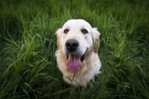 Dog Friendly Places Houston