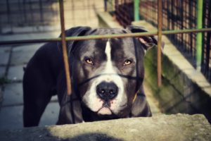 How to Take Action Against Dog Fighting