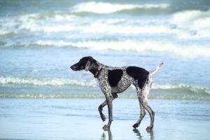 Dog friendly places Virginia Beach