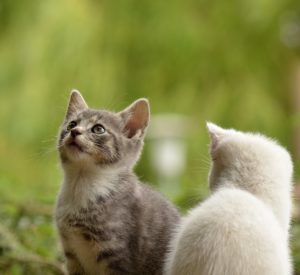 5 Surprising Benefits of Cat Ownership