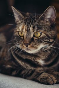 5 Surprising Benefits of Cat Ownership