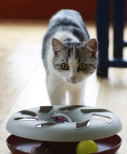 5 Ways to Keep Indoor Cats Active