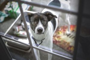 4 Common Doggy Dilemmas and How to Overcome Them