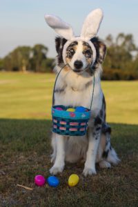 4 Common Easter Dangers for Pets