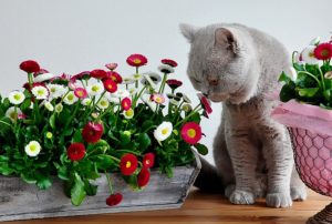 4 Common Easter Dangers for Pets