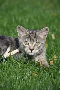 7 Tips to Leash Train Your Cat Like a Pro