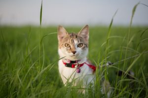 7 Tips to Leash Train Your Cat Like a Pro