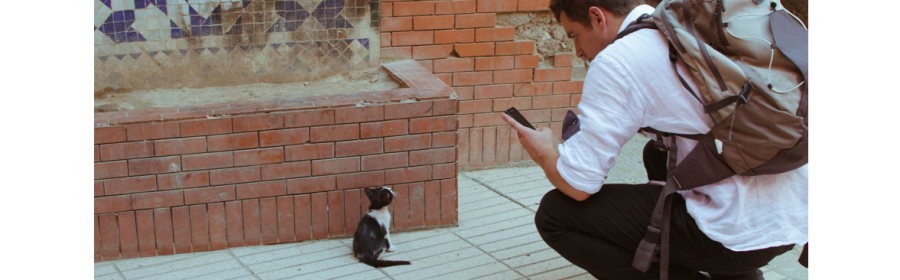 pet instagram accounts