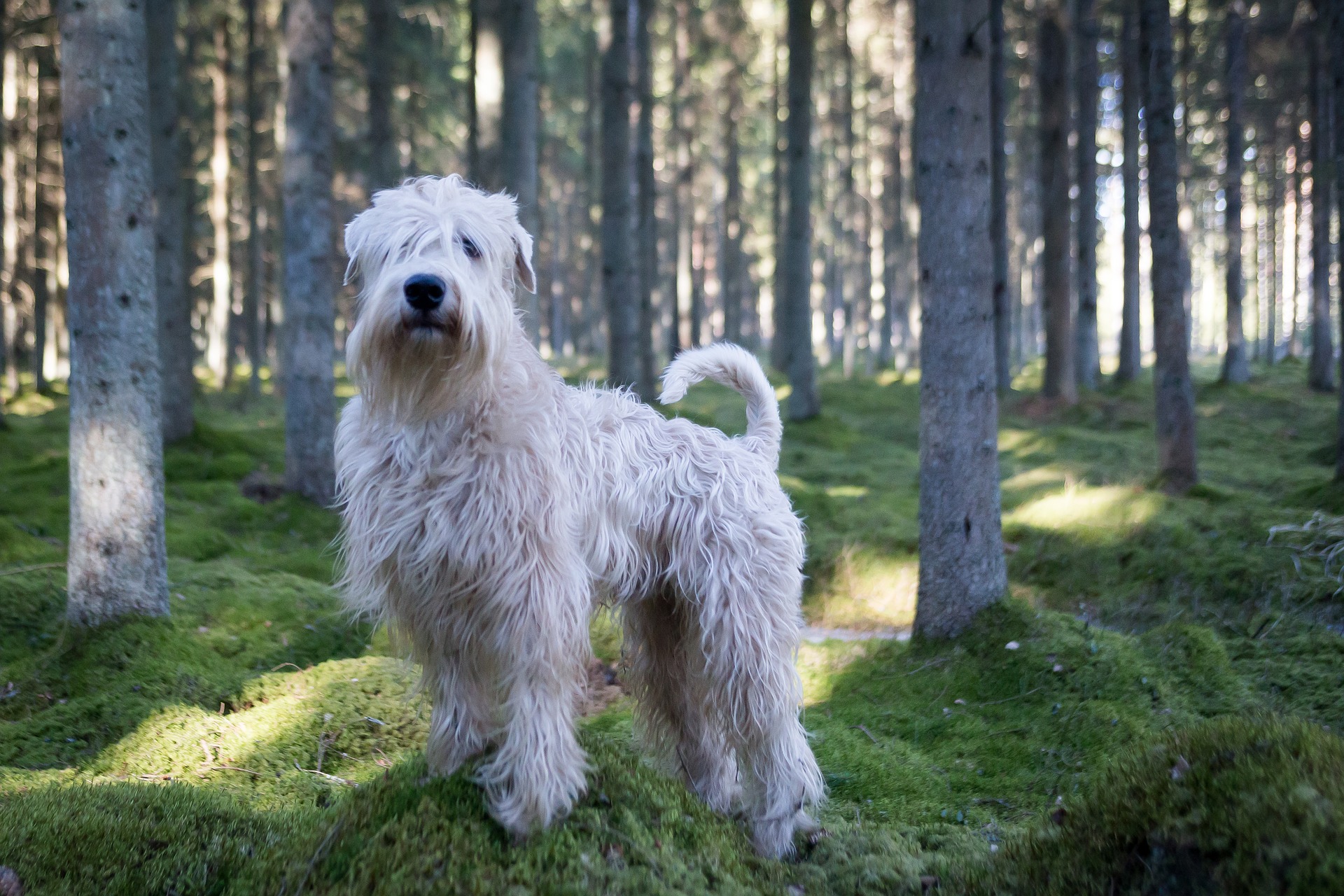 russian tracker dog