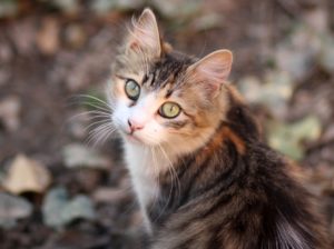 Checking Your Kitty’s Health With Color Changing Litter