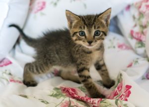 Checking Your Kitty’s Health With Color Changing Litter