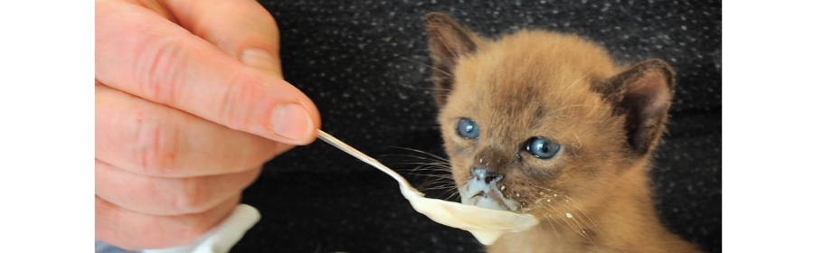 foods to not feed your pet