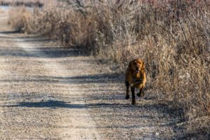 Dog friendly places Rochester