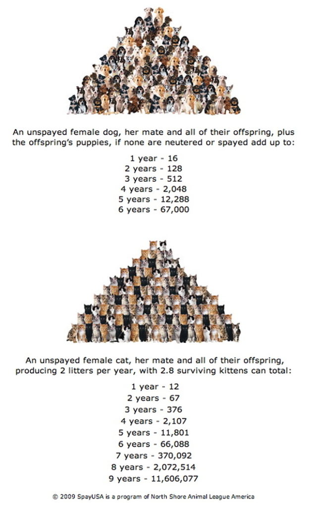 The Importance of Spaying and Neutering