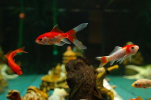 How to Pick the Best Pet for Your Family