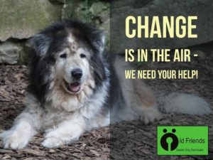 Old Friends Senior Dog Sanctuary Moving