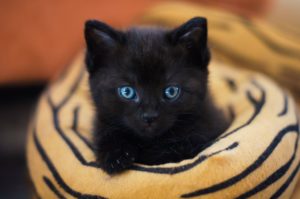 Why Aren't People Adopting Black Pets?