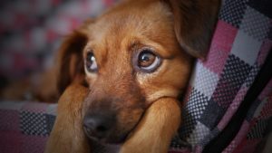 alleviate pet anxiety