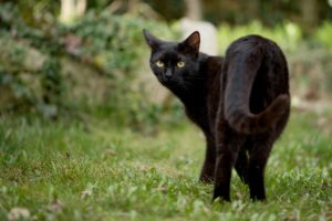 Why Aren't People Adopting Black Pets?