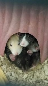 rat adoption