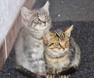 7 Tips for Getting Your New Cat Acclimated to Your Home