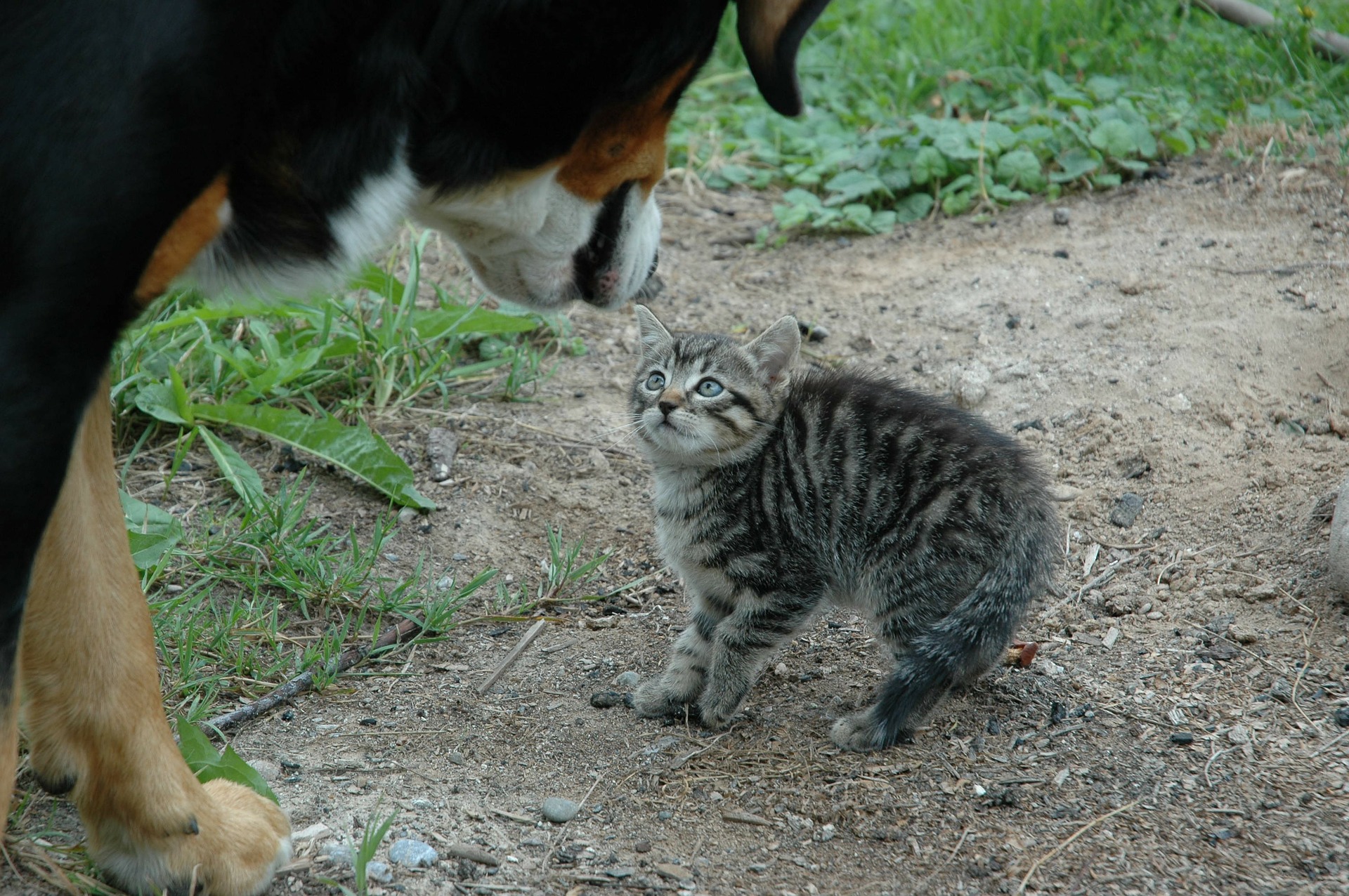 How To Keep Outside Cat From Sitting At The Door How To Keep Outside Cat From Sitting At The Door