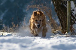 5 Ways to Keep Your Pets Safe in Cold Weather
