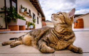 10 Things to Tell Your Cat Sitter About Your Cat