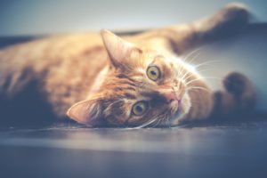5 Weird Feline Symptoms to Keep an Eye On