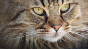 5 Weird Feline Symptoms to Keep an Eye On