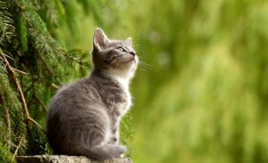 cat myths debunked