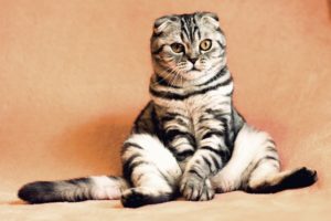 5 Weird Feline Symptoms to Keep an Eye On