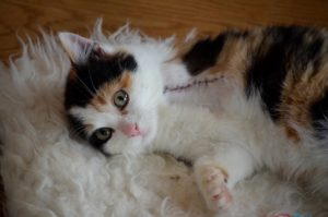 5 Reasons to Adopt a Special Needs Pet