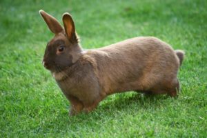 10 Bunny Behaviors Decoded