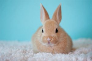 10 Bunny Behaviors Decoded
