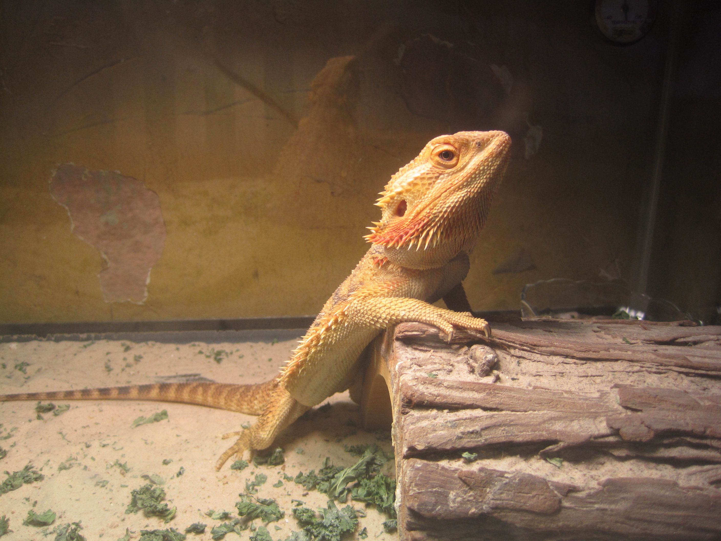 Repitle Enrichment